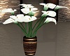 Calla Lily In Vase 
