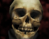 Male Skull Head