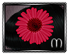 ᗰ " Pink Daisy