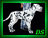 *Dalmatian  /Pet