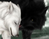 Yin and Yang Wolves