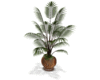 CLUB ASIA POTTED PLANT