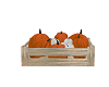 Pumpkin Crate