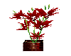 exotic plant red
