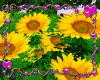 Animated3D Big Sunflower