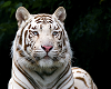 white tiger room