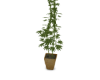 V-Weed Plant