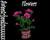 #Pink rosebush in pot