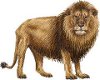 Lion tattoo 2