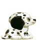 Cute Dalmatian puppy