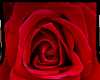 (P)rose background