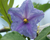 Purple Flower