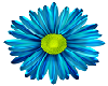 Blue Daisy Bouquet