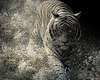 JJ~WILD WHITE TIGER