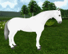 Lying Horse Anim