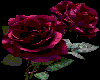 Color Changing Rose