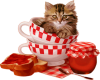 cat and coffee cup 73