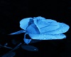 Broken Blue Rose Dragon