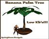 Banana Palm Tree Low kbs
