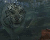 ! Bengal Tiger W/S Pet