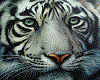 G's White Tiger 2