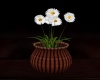Potted Daisy Plant