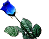 blue rose 2