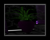 Purple HighRise Plant