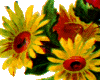 Roses & Daisies