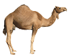camels animated effect
