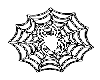 Spider in web White