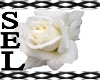 SEL *White Rose Belt*