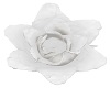 MY White Rose