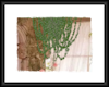 climing plants