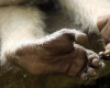 Monkey Feet M