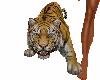 Jungle Tiger PET Left