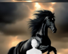 Black stallion horse bg