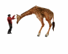 Giraffe safari