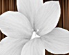 Alaia Hair Flower White