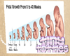  Fetal Growth Chart