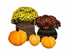 Fall/Halloween Plants