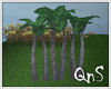 QnS Palm Trees