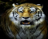 Tiger Pic 5