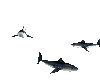 Animated Sharks