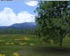[K] Single Tree Field