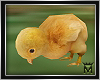 May♥ Baby Chicken
