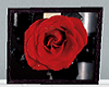 Red Rose Picture 2