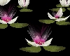 Animated Water Lily Rose