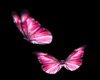 the butterflies (2)