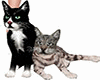 cats pets